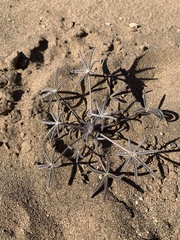 Lupinus sparsiflorus