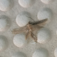 Tineola bisselliella