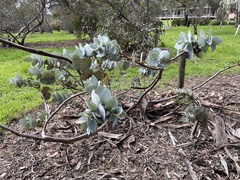 Eucalyptus rhodantha