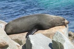 Arctocephalus