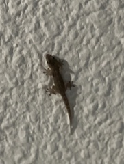 Tarentola delalandii