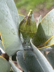 Eucalyptus rhodantha
