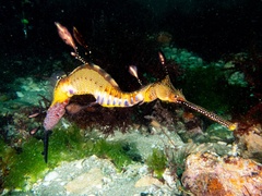 Phyllopteryx taeniolatus