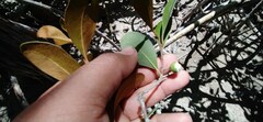Sapotaceae