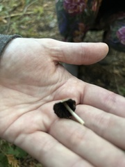 Coprinellus impatiens