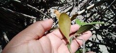 Sapotaceae