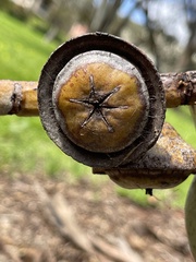 Eucalyptus rhodantha