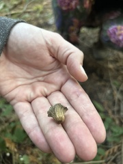 Coprinellus impatiens