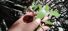 Sapotaceae