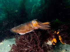 Phyllopteryx taeniolatus