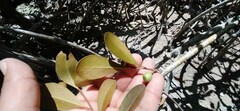 Sapotaceae