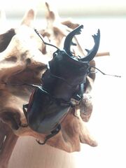 Odontolabis cuvera sinensis