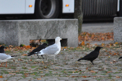 Larus argentatus