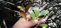 Sapotaceae