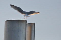 Larus argentatus
