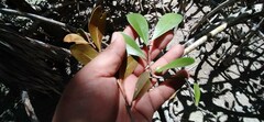 Sapotaceae
