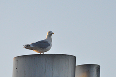 Larus argentatus