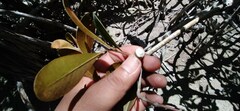 Sapotaceae