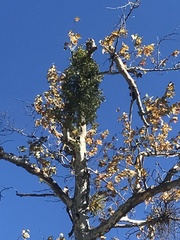 Phoradendron leucarpum tomentosum