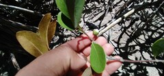 Sapotaceae