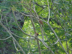 Phacellodomus rufifrons