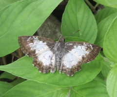 Antigonus emorsa