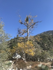 Phoradendron leucarpum tomentosum