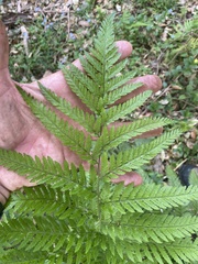 Parapolystichum microsorum