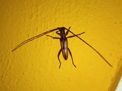 Cerambycidae