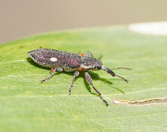 Rhinotia bimaculata