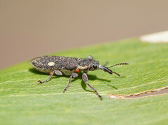 Rhinotia bimaculata