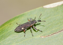 Rhinotia bimaculata