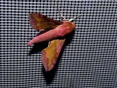 Deilephila porcellus