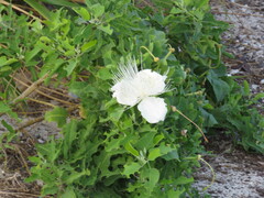 Capparis sandwichiana