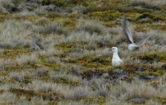 Oreopholus ruficollis