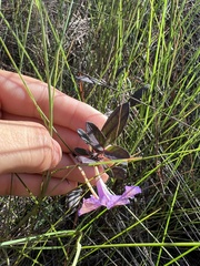 Ruellia caroliniensis heteromorpha