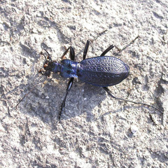 Carabus intricatus