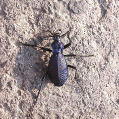Carabus intricatus