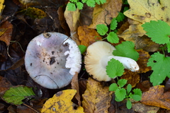 Russula parazurea
