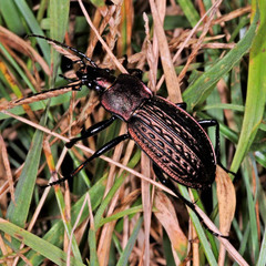 Carabus ulrichii