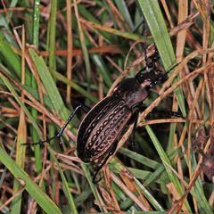 Carabus ulrichii