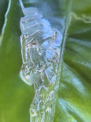 Phyllocnistis citrella