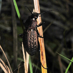 Carabus ulrichii
