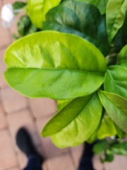 Brunfelsia pauciflora