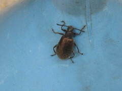 Lagria villosa