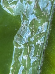 Phyllocnistis citrella