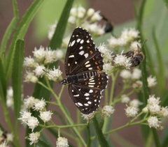 Chlosyne theona brocki