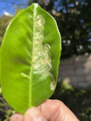 Phyllocnistis citrella