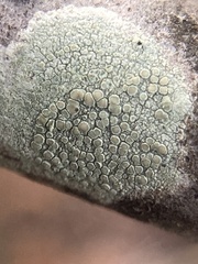 Lecanora strobilina
