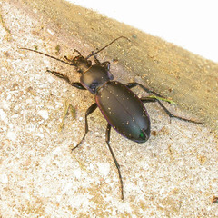 Carabus violaceus violaceus